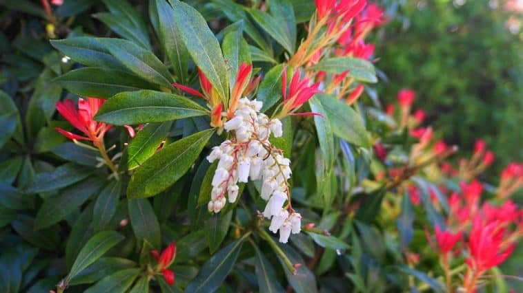 Pieris japonica pěstování