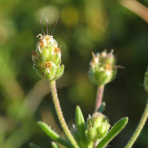 Plantago afra