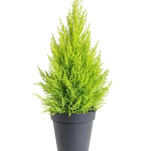 Pokojový cypřišek