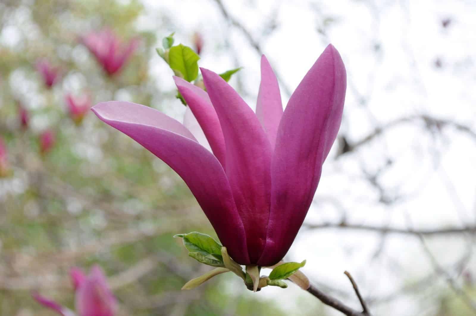 Šácholan liliokvětý - Magnolia lilioflora