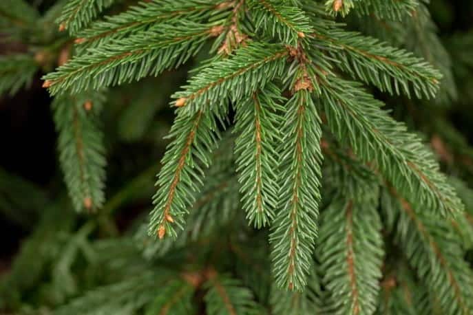Smrk omorika - Picea omorika