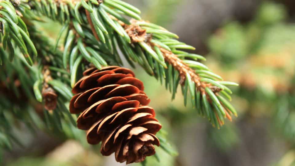 Smrk sivý - Picea glauca