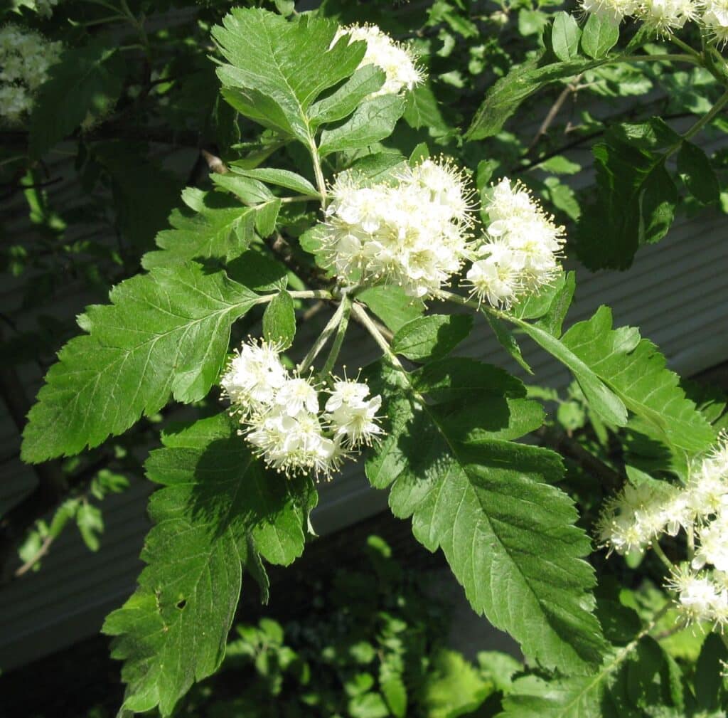 Jeřáb durynský (Sorbus x thuringiaca)​