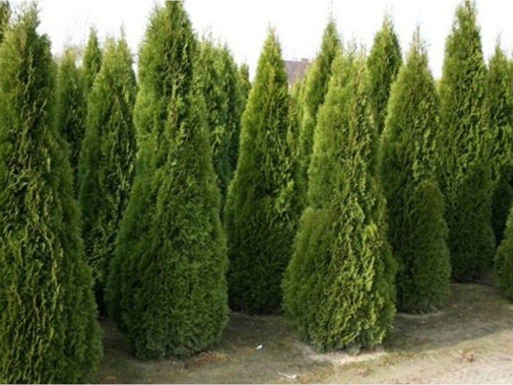 Thuja brabant