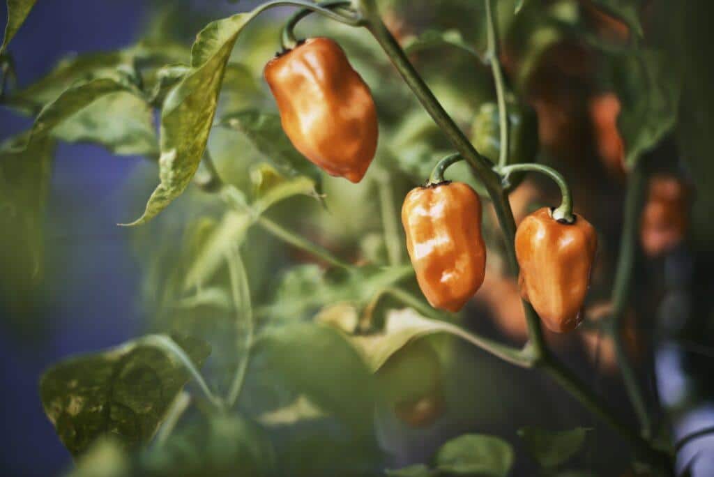 Virus mozaiky okurky na paprice