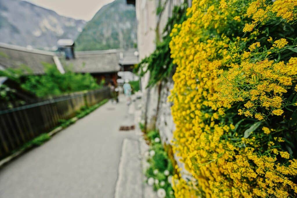 Tařice pěstovaná na suché zídce