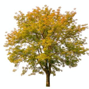 Habr obecný podzimní barvy