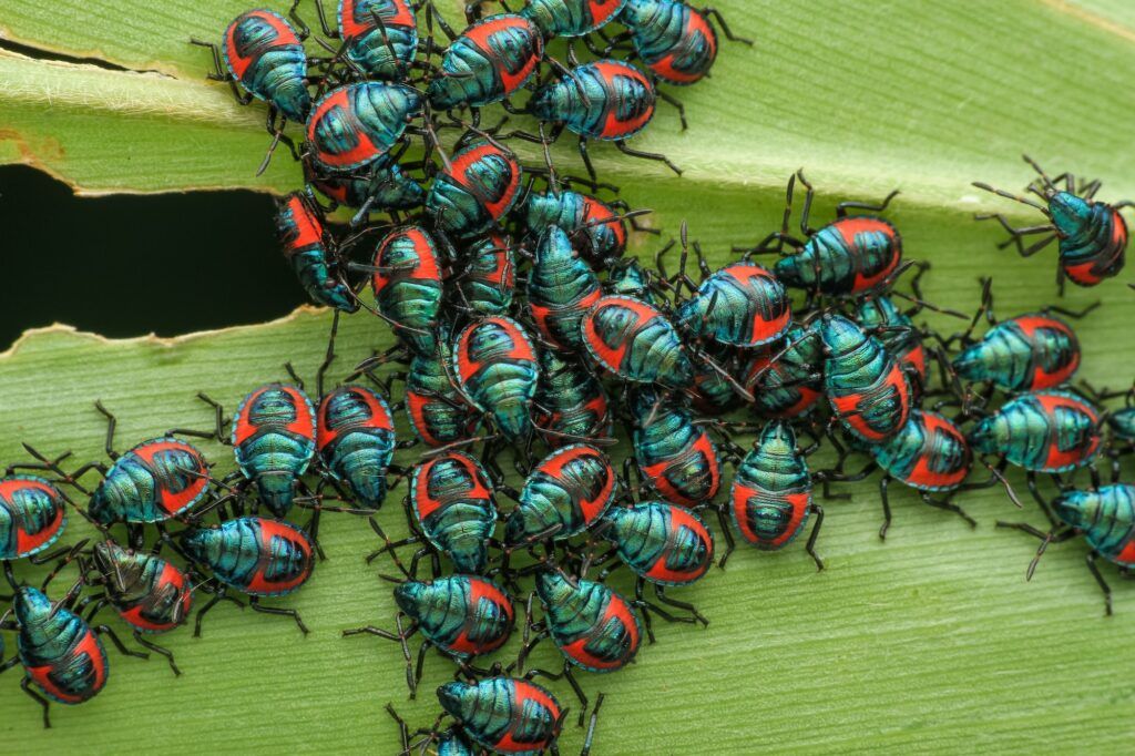 Padlí hrachu se šíří i hmyzem