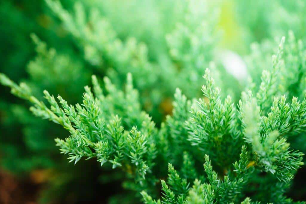 Jalovec pěstování