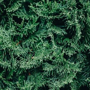 Thuja orientalis - Zerav východní