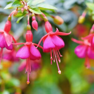 Fuchsie jako skalnička