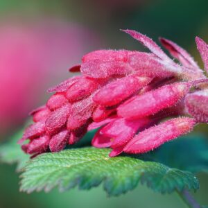 Meruzalka detail květu