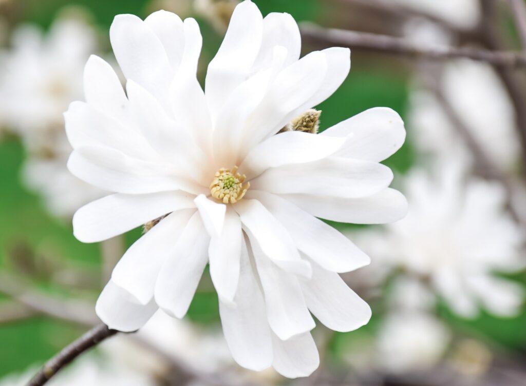 Magnolie stellata - Magnolia stellata