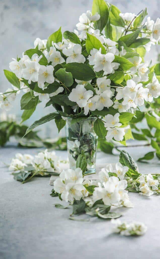 Jasmín kytice ve váze