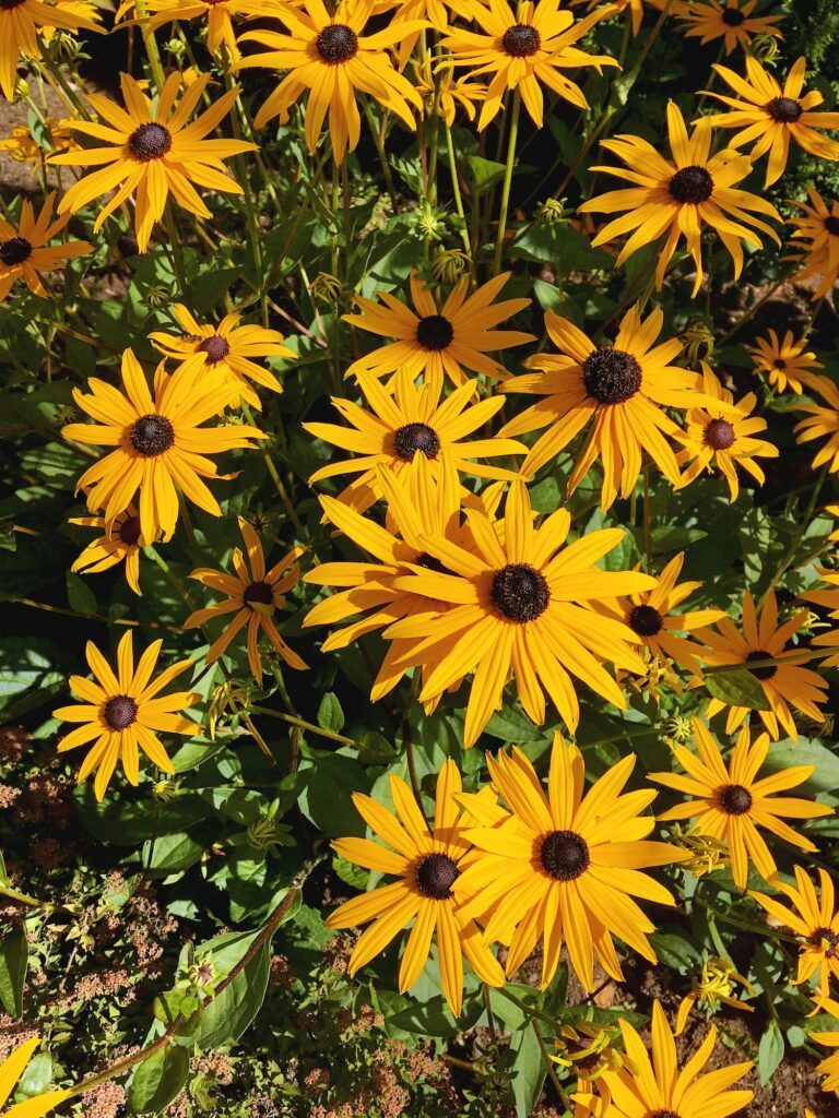 Rudbekie 9 Blooming Rudbeckia. Natural summer background with blossoming yellow flowers.