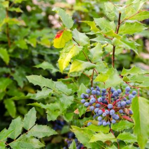 Rzivost mahonie napadá výhradně mahonie