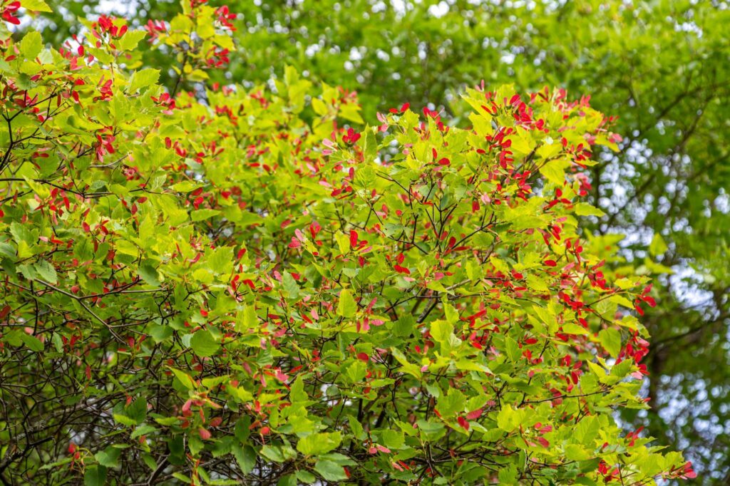 Javor amurský - Acer ginnala