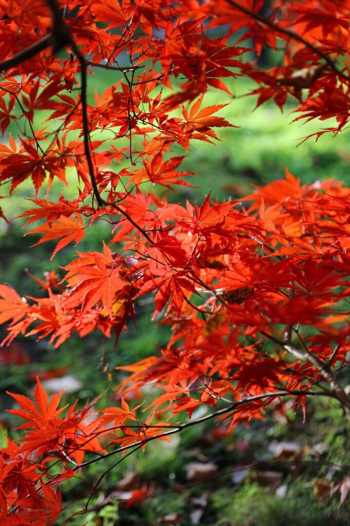 Javor dlanitolistý - Acer palmatum