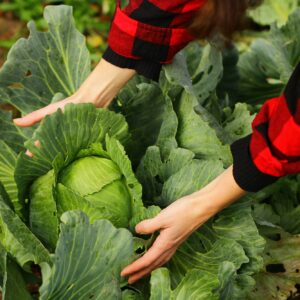 Bakteriální černá žilkovitost napadá zelí a brukvovité