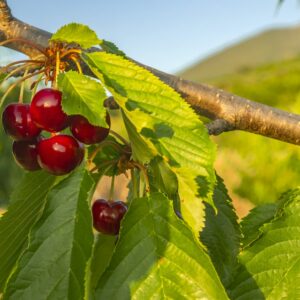 Suchá skvrnitost se objevuje hlavně u peckovin