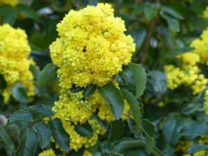 Co sázíme na podzim 5 Mahónie (Mahonia)