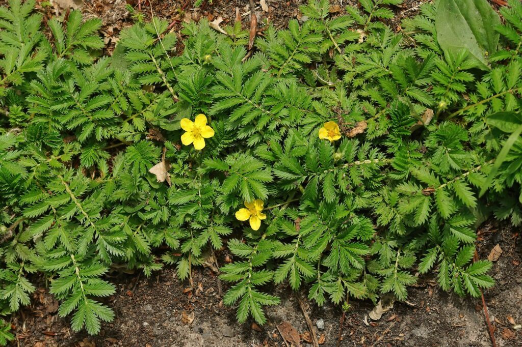 Mochna husí - Potentilla anserina