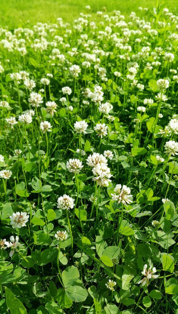 Clover on a summer meadow