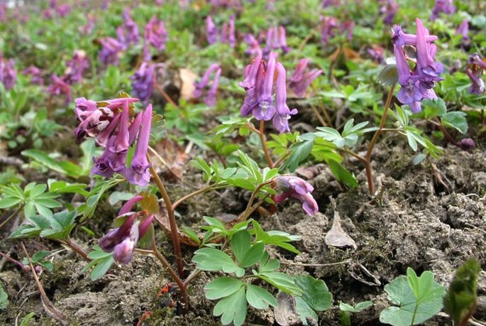 Dymnivka plná (Corydalis solida)​
