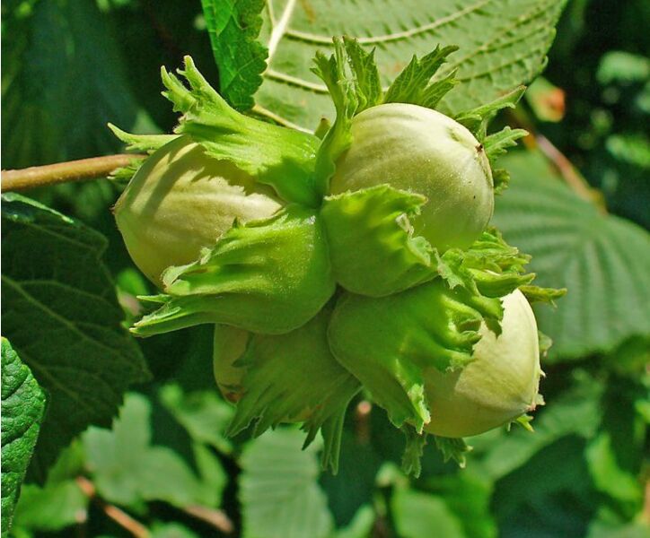 Líska obecná (Corylus avellana)​