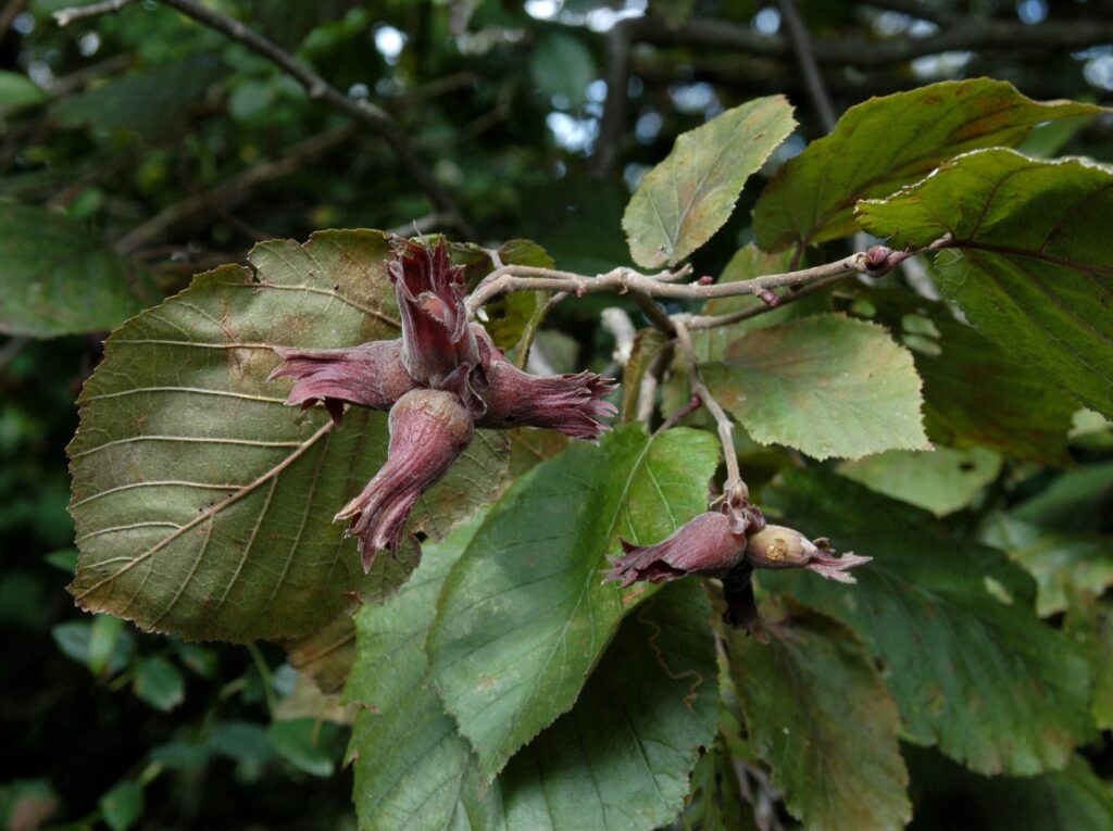 Corylus maxima