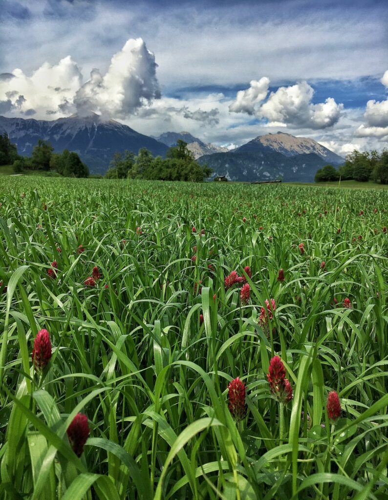 Jetel inkarnát pole