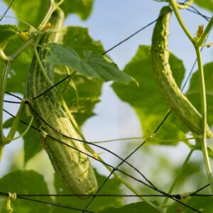Bakteriální skvrnitost listů napadá nejvíce okurky