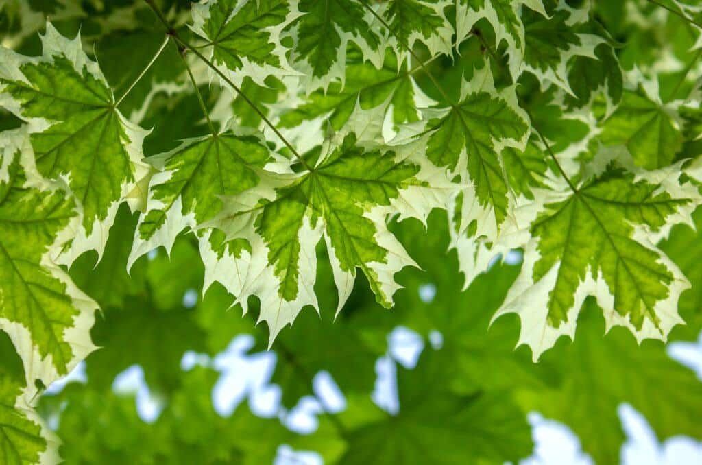 Drummond's maple Acer platanoides Drummondii background.