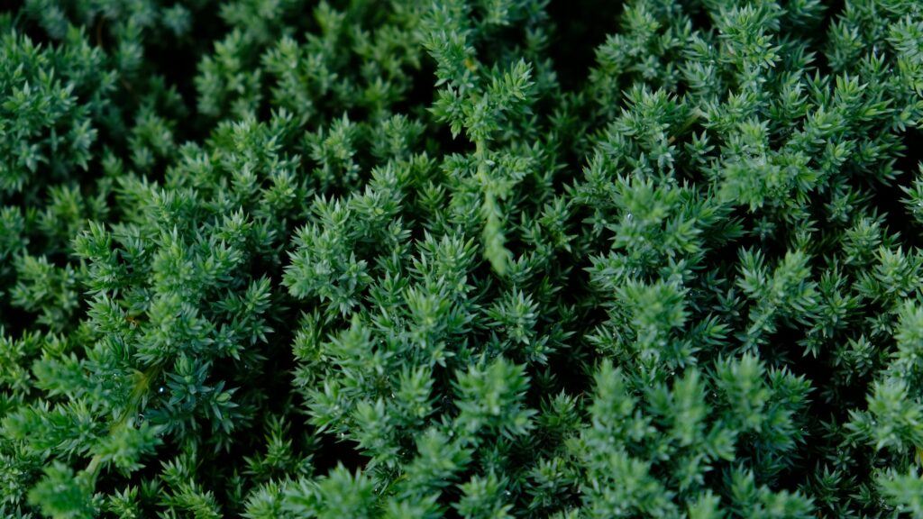 Jalovec polehlý - Juniperus horizontalis