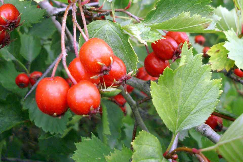 Jeřáb širokolistý (Sorbus latifolia)​