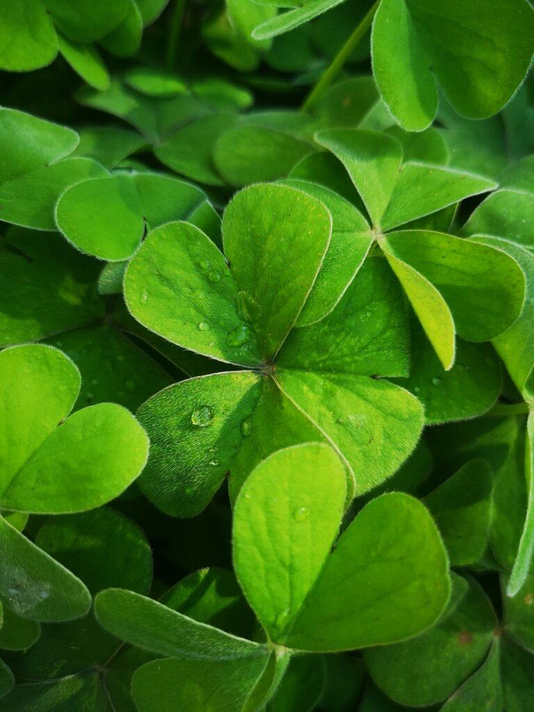 Green clover