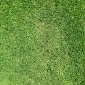 Mech poškozuje trávník