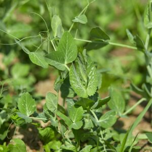 Padlí hrachu napadá hrách, čočku a cizrnu
