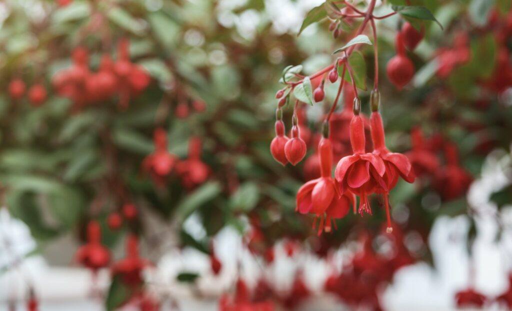 Growing flowers in greenhouse. Focus on red fuchsia flower, on blurred background