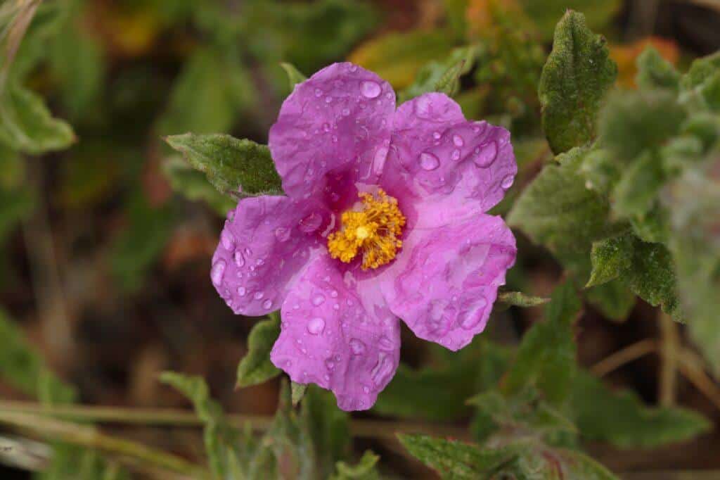 Cist krétský - jedna ze skalniček kvetoucích v létě