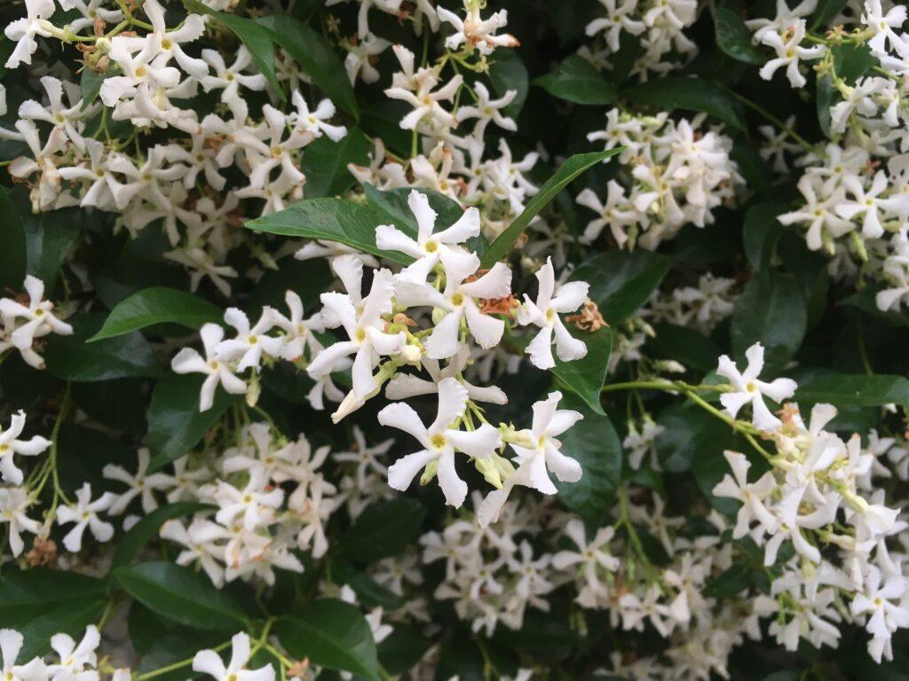 Jasmín pravý - Jasminum officinale