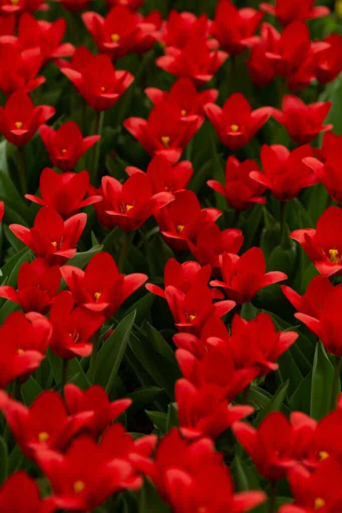 Tulipa kaufmanniana