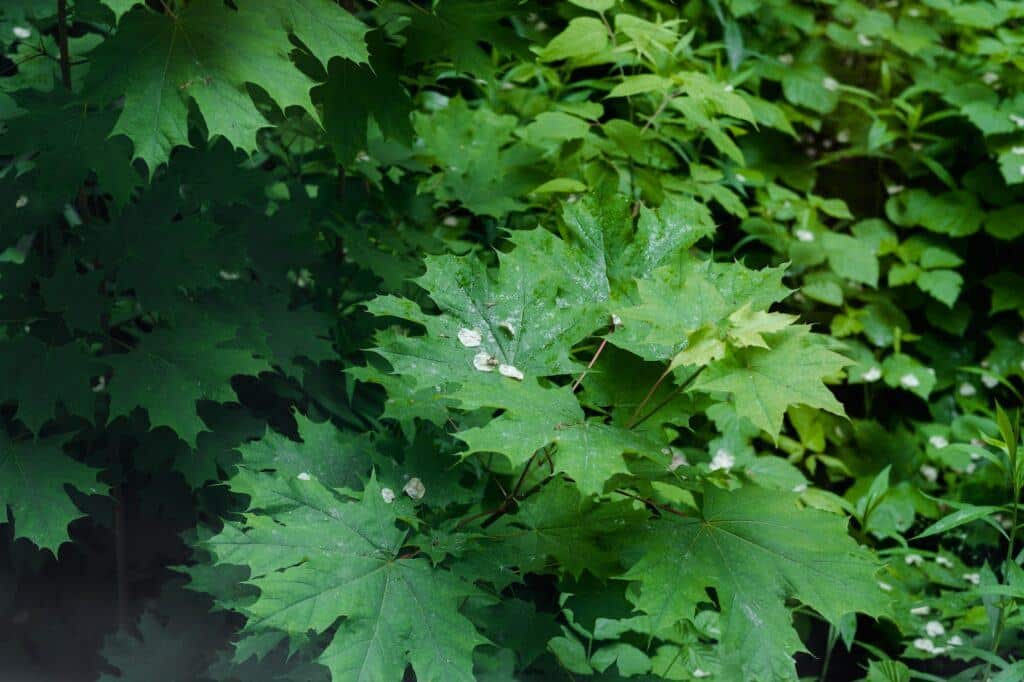 Javor cukrový - Acer saccharum