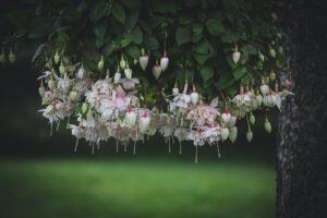 Převislá fuchsie pěstovaná v nádobě, která se snadno zazimuje