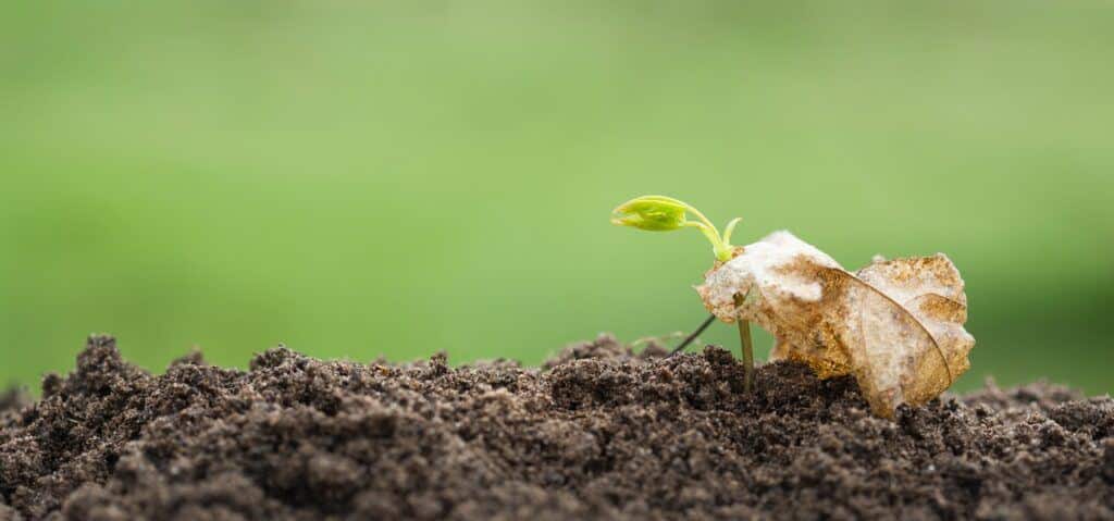 Javor pěstování - sazenička