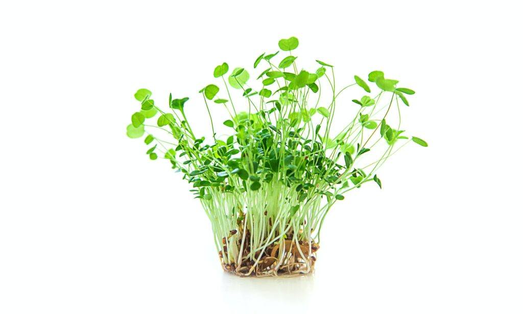 Jetel inkarnát - Trifolium incarnatum