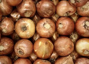 Plíseň česnekovitých přezimuje bezpříznakově v cibuli