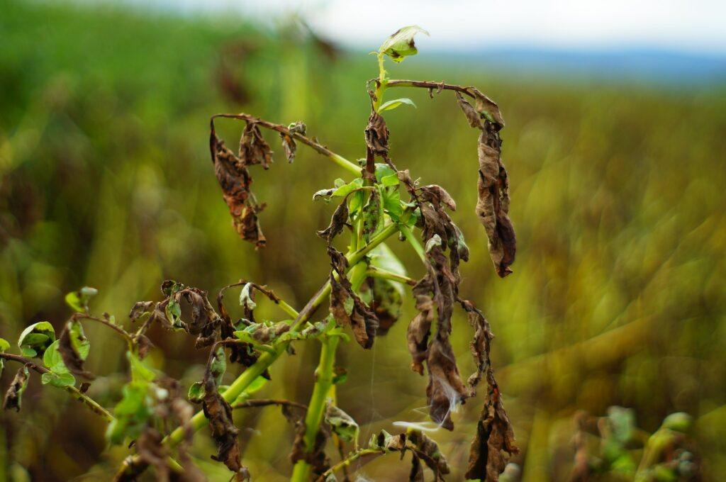 Plíseň bramborová/rajčatová na bramborech