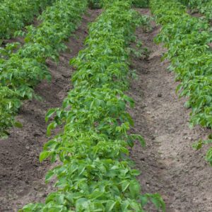 Fusariová hniloba brambor se šíří výhradně na brambory