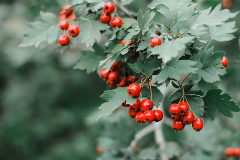 Hloh jednosemenný - Crataegus monogyna